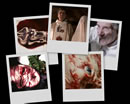 A desktop background collage from Millennium's Forcing the End.